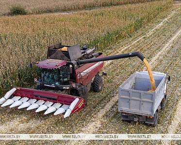 Свыше 10,1 млн тонн зерна с рапсом и кукурузой намолотили в Беларуси  Свыше 10,1 млн тонн зерна с рапсом и кукурузой намолотили в Беларуси