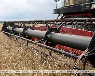 Свыше 10,2 млн тонн зерна с учетом рапса и кукурузы намолотили в Беларуси Свыше 10,2 млн тонн зерна с учетом рапса и кукурузы намолотили в Беларуси