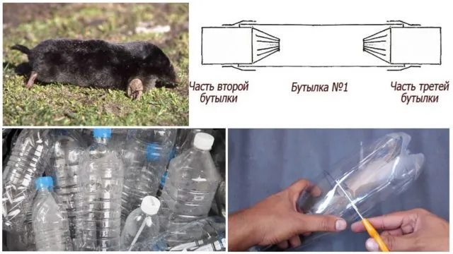 Ловим кротов при помощи самодельной ловушки из пластиковых бутылок