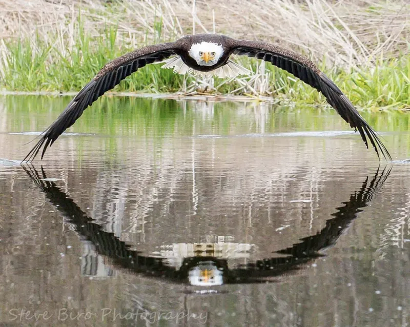 501c075bb9a05033f865edcf16fb5c1c_fitted_800x3000.png