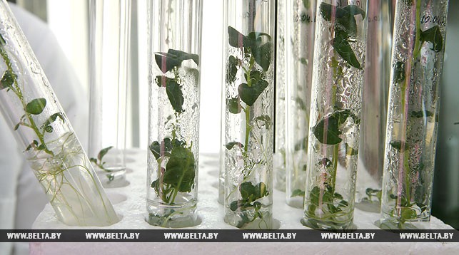 Томские аграрии приедут в Гродненский аграрный университет на курсы повышения квалификации 