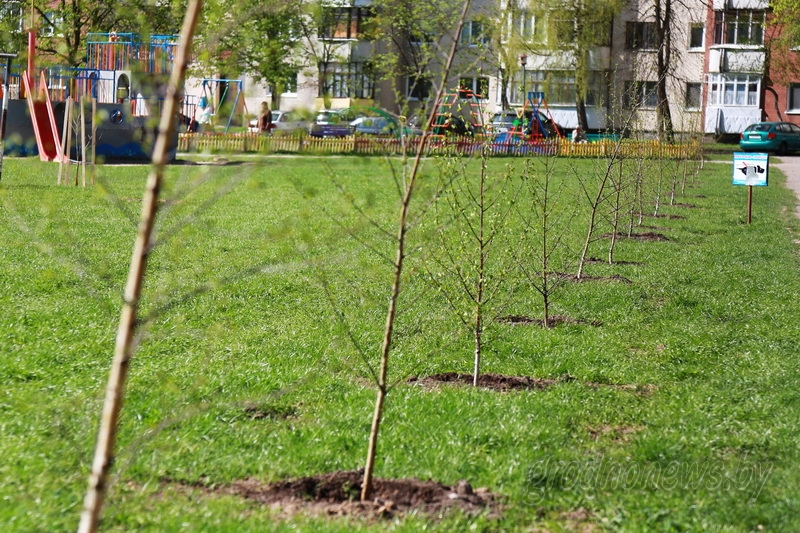  A long-term plan for Grodno city greening is developed