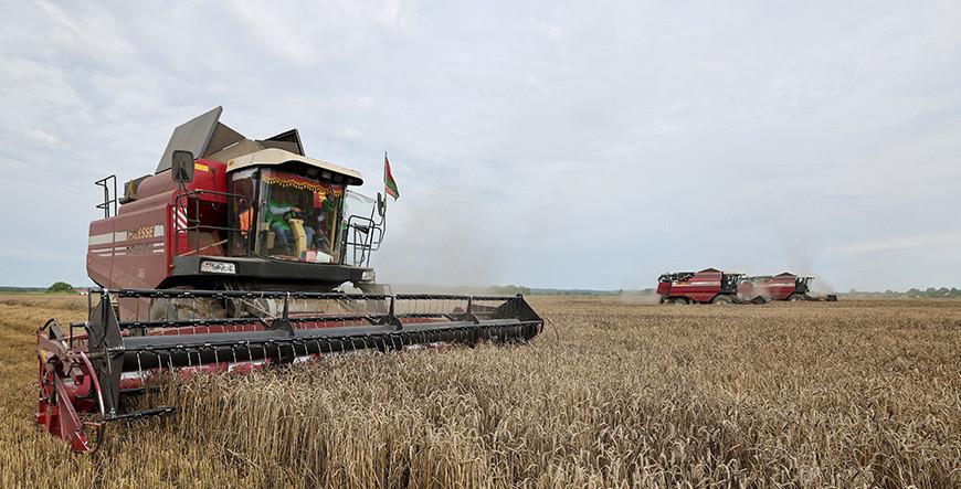 Белорусские аграрии намолотили 7 млн тонн зерна