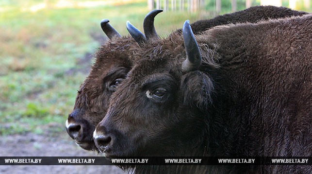 Зубров из-под Гродно переселят в Витебскую область Зубров из-под Гродно переселят в Витебскую область
