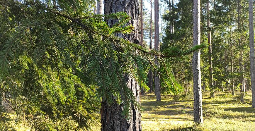 В пяти районах Гродненской области ограничено посещение лесов В пяти районах Гродненской области ограничено посещение лесов