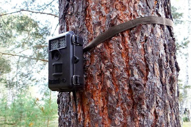 Как в лесах Гродненщины используют систему фотофиксации нарушений Как в лесах Гродненщины используют систему фотофиксации нарушений