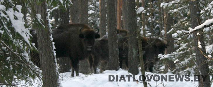 На Дзятлаўшчыну прыехалі зубры (+Відэа) На Дзятлаўшчыну прыехалі зубры (+Відэа)