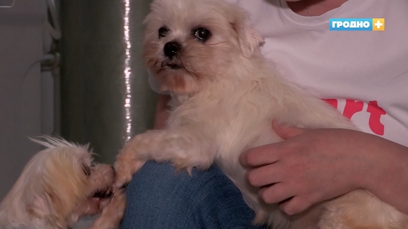 Как и где живут заложники стихийного питомника в Кореличах?