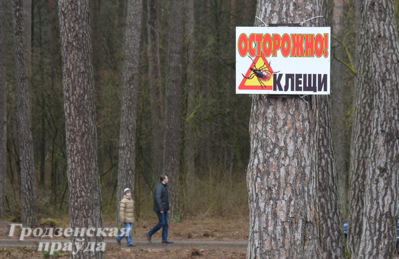 В этом году клещи проснулись раньше обычного В этом году клещи проснулись раньше обычного