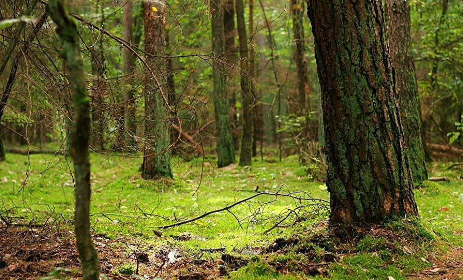 На лесной полосе. Гродненскому лесохозяйственному объединению 80 лет На лесной полосе. Гродненскому лесохозяйственному объединению 80 лет