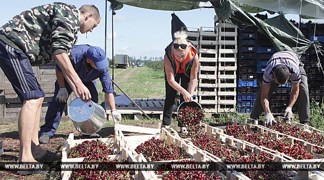 Урожай вишни в Гродненской области превысил прошлогодний в 7 раз Урожай вишни в Гродненской области превысил прошлогодний в 7 раз