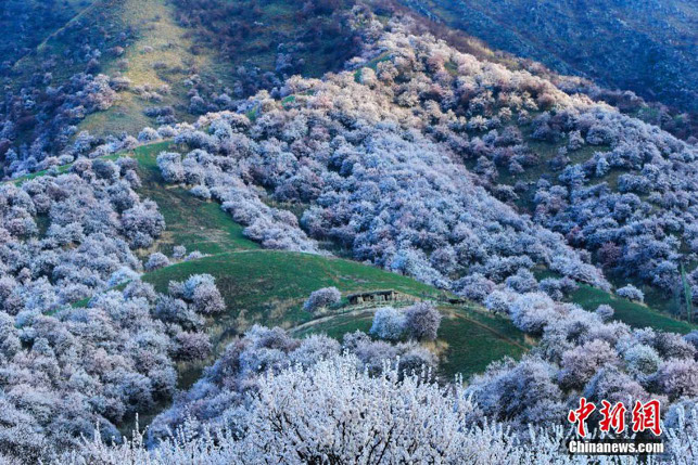 ФОТОФАКТ: В Китае начался сезон цветения диких абрикосов ФОТОФАКТ: В Китае начался сезон цветения диких абрикосов