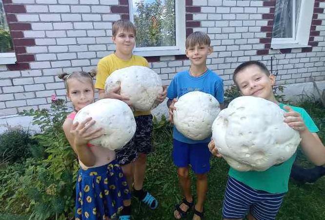 На Сморгонщине растут гигантские грибы На Сморгонщине растут гигантские грибы