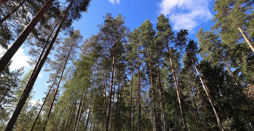 В Островецком районе произошел лесной пожар: виновник нарушил ограничение на посещение лесов В Островецком районе произошел лесной пожар: виновник нарушил ограничение на посещение лесов
