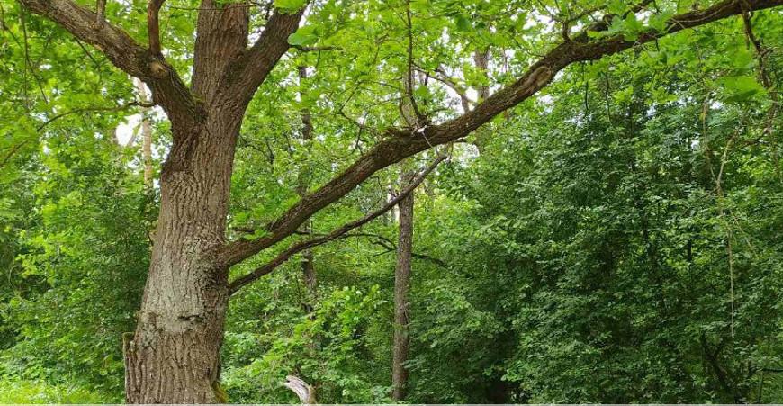 Ограничения на посещение лесов введены в 25 районах Беларуси