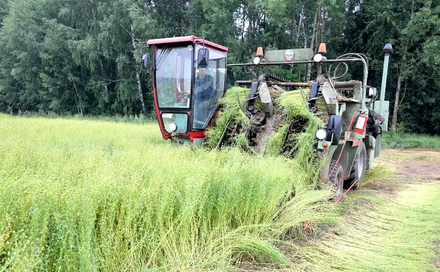 На полях Гродненщины стартовала уборка льна