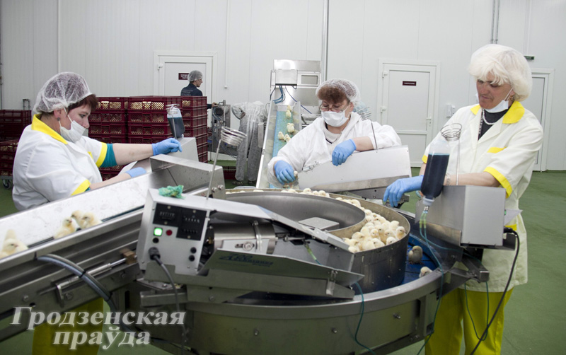 Современный инкубатор по выращиванию суточных цыплят запущен на Щучинской птицефабрике Современный инкубатор по выращиванию суточных цыплят запущен на Щучинской птицефабрике