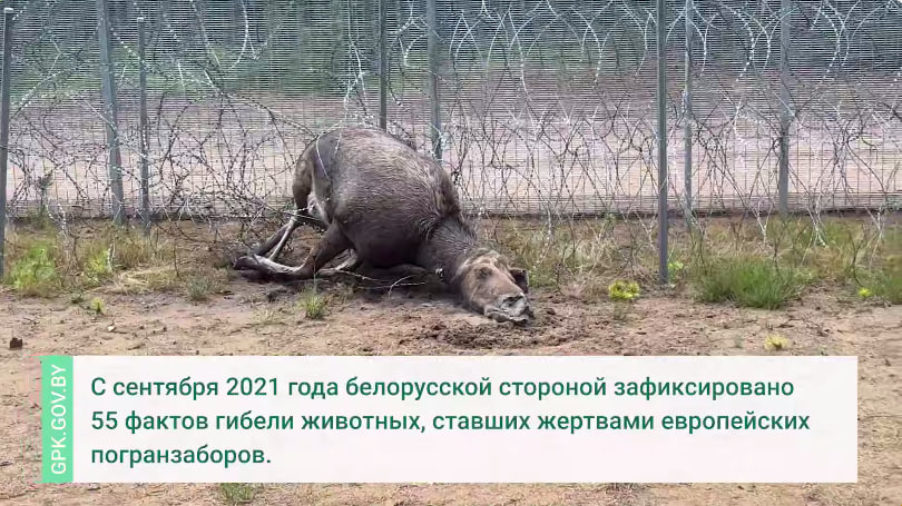 Литовский заградзабор убил очередного лося