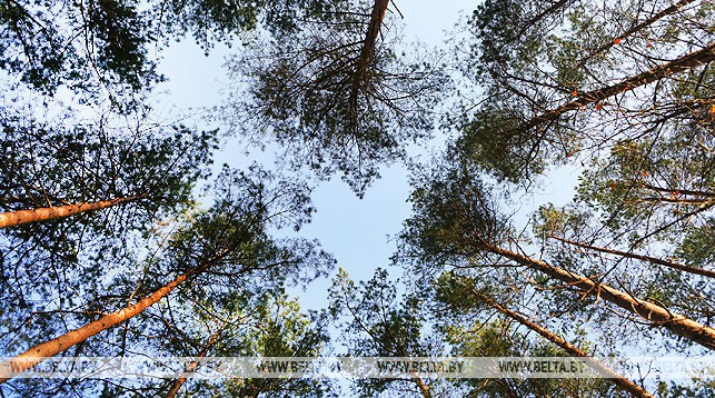 Запрет на посещение лесов продолжает действовать в 21 районе Беларуси Запрет на посещение лесов продолжает действовать в 21 районе Беларуси