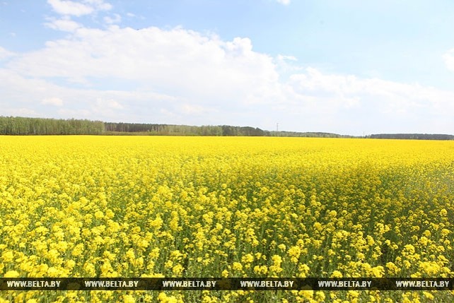 Уборка рапса на Гродненщине может начаться на следующей неделе