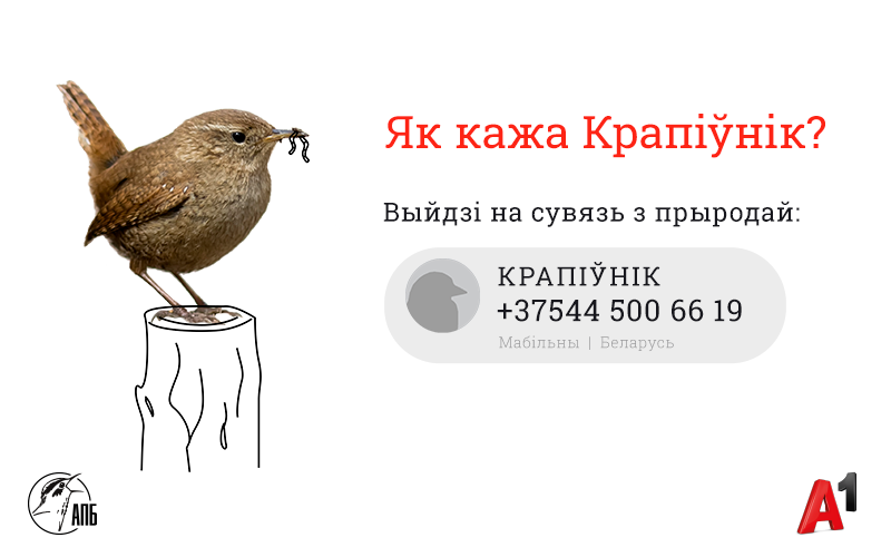 Салавей – галоўны суразмовец! Каму з птушак можна патэлефанаваць нават зараз Салавей – галоўны суразмовец! Каму з птушак можна патэлефанаваць нават зараз