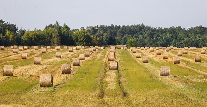 Вышли на финишную прямую. Аграрии Гродненщины намолотили 1,5 миллиона тонн зерна
