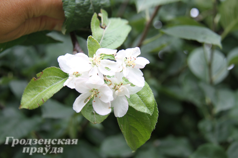 В Гродно в середине августа зацвела яблоня