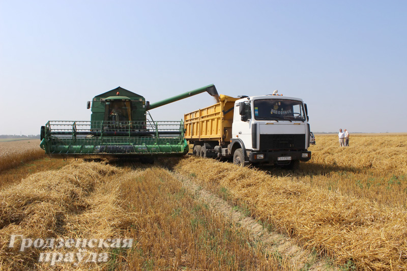 Гродненщина лидирует в республике по урожайности зерновых и зернобобовых культур