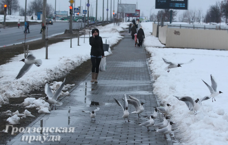 В Гродно сотни чаек приземлились в микрорайоне Фолюш В Гродно сотни чаек приземлились в микрорайоне Фолюш