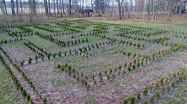 Живой лабиринт из почти 1500 туй появился под Лидой
