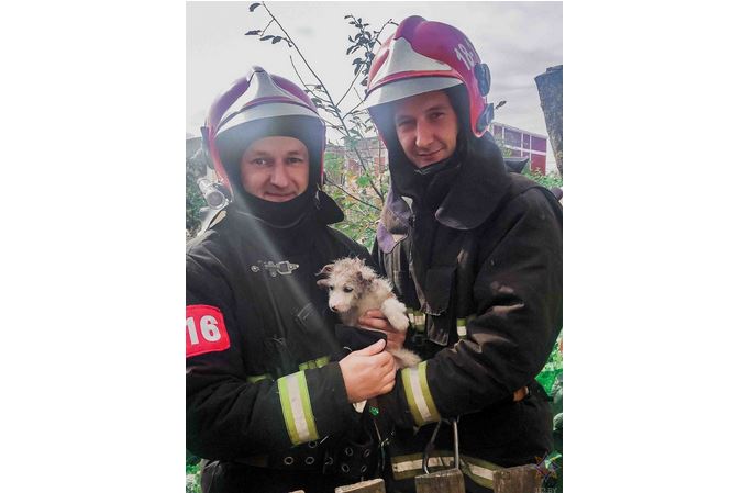 Помогли выбраться Счастливчику. Щучинские спасатели пришли на помощь щенку