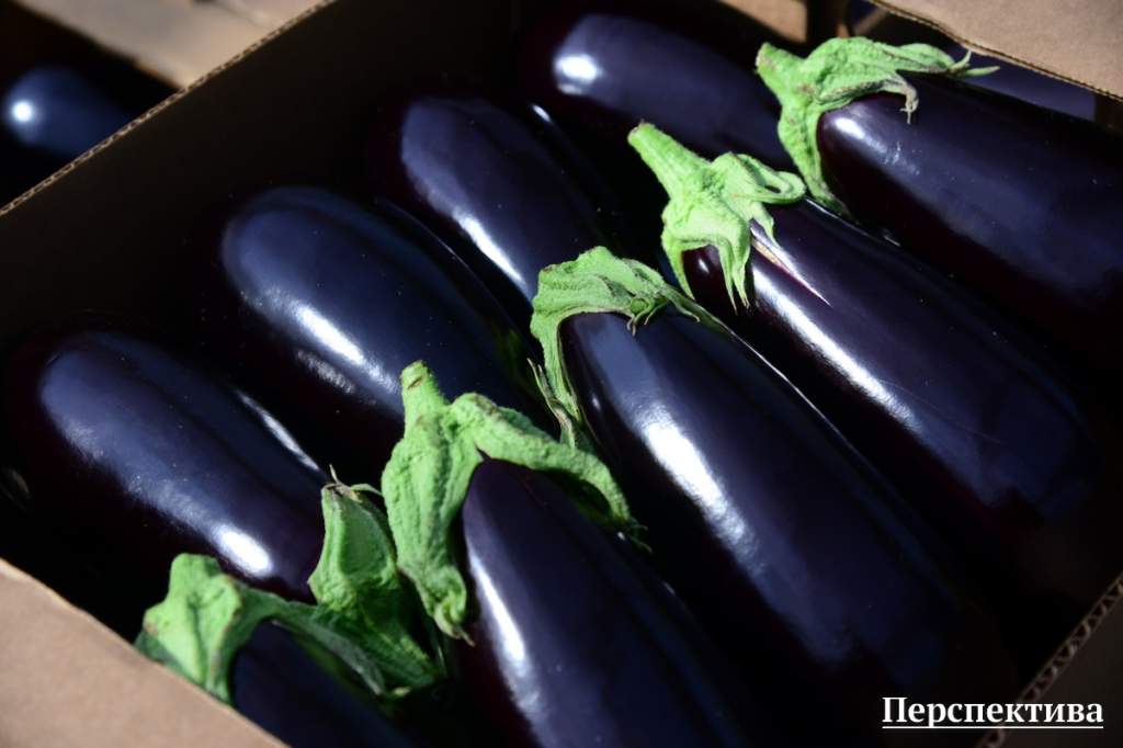 eggplant11.jpg