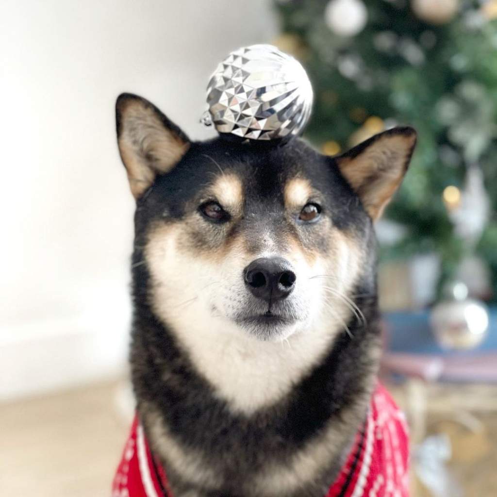 shiba.art.online_132031886_212175897063393_3242311596860911543_n.jpg