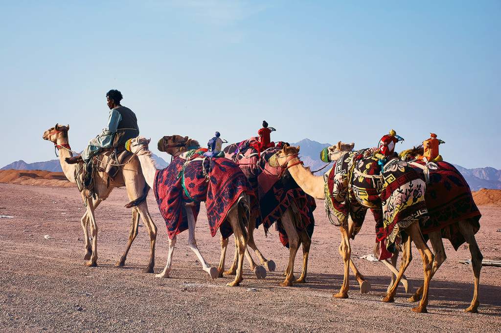 Camel driver-gigapixel-standard v2-5300w.jpeg