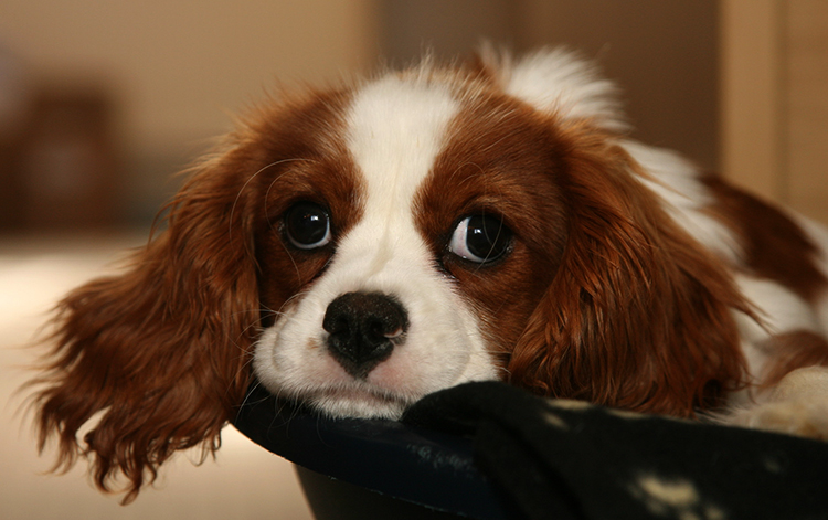 dogs2.jpg