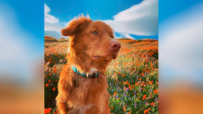 09_dog.jpg