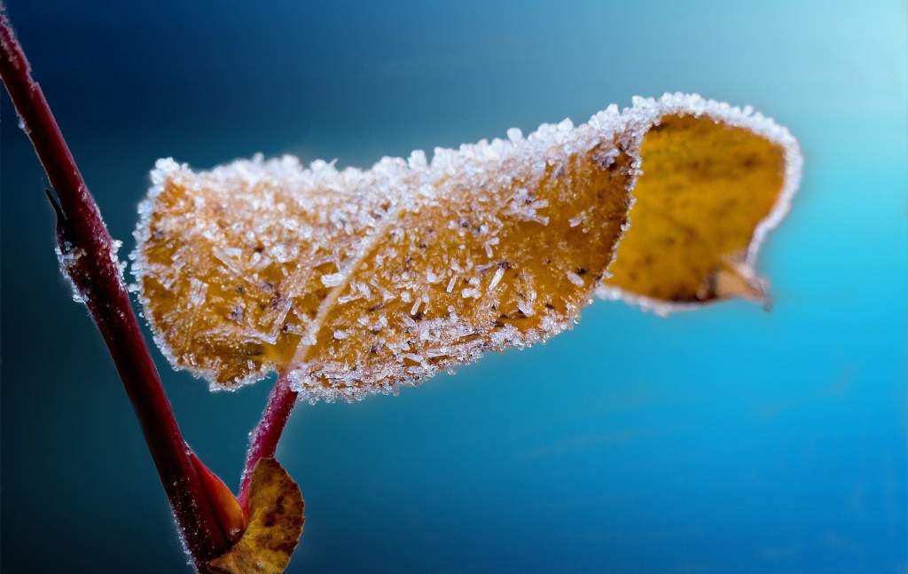 frosted-204921_1920.jpg