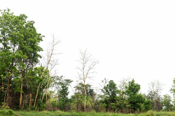 forest-is-located-separately-white-background_154780-507.jpg