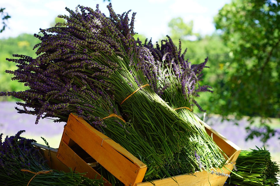lavender-1595608_960_720.jpg