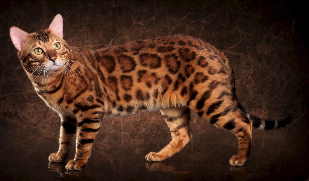 Бенгальская кошка.jpg