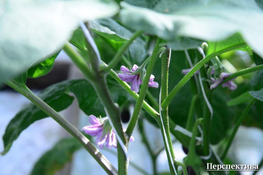 eggplant07.jpg