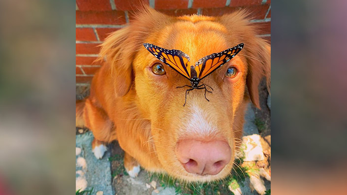 05_dog.jpg