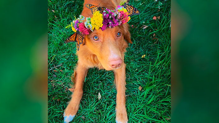 11_dog.jpg