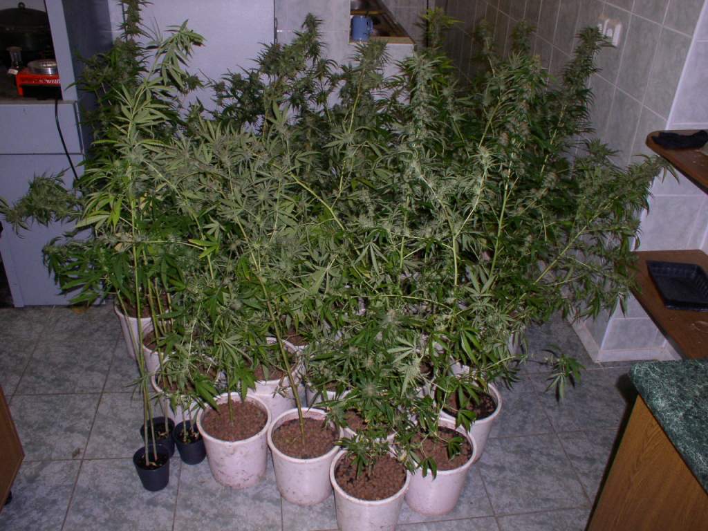 P1010007.JPG