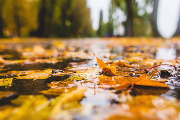 istockphoto-1429702203-612x612.jpg