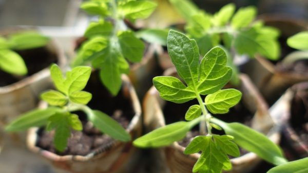plant_seedling_tomatoes-1063118-600x338.jpg