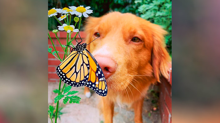 08_dog.jpg