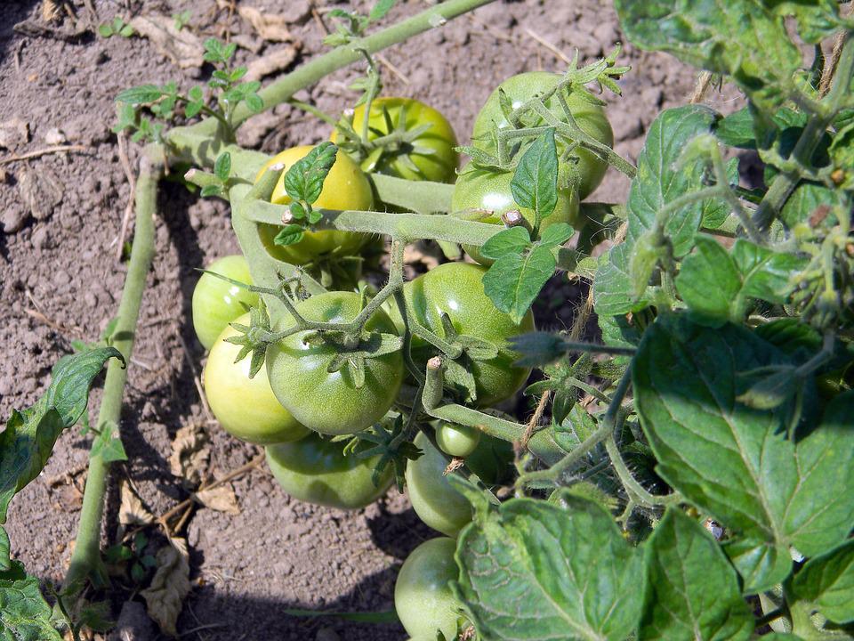 tomato-1397000_960_720.jpg