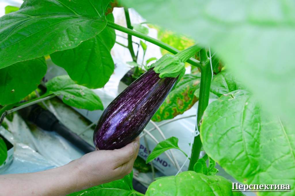 eggplant16.jpg