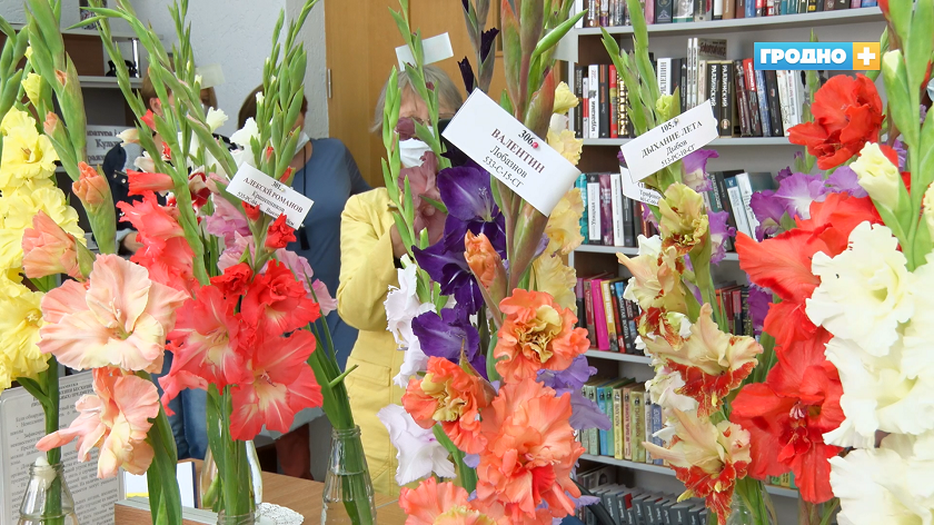 gladiolusy3.png